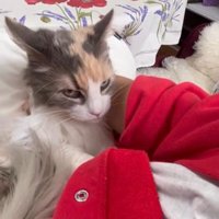 人に抱かれている猫