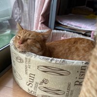 猫ベッドで寝る猫