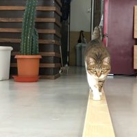 歩いてくる姿