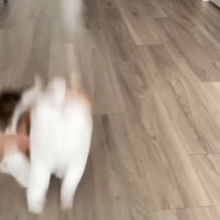 飼い主が投げたおもちゃを目で追いかける猫