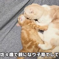 子猫を毛づくろいする成猫