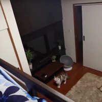 見上げている猫