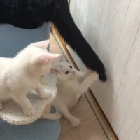 成猫のしっぽで遊ぶ子猫