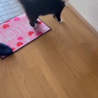 鳴いている猫