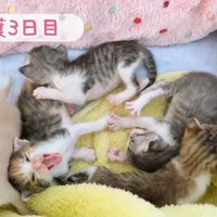あくびが連鎖する子猫たち