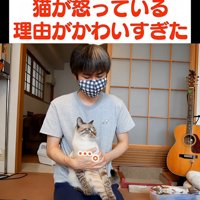 抱っこされる猫