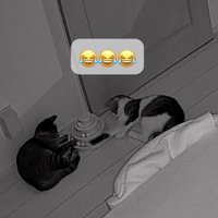 保護猫兄妹のおもしろすぎる光景