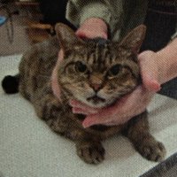 怒る猫3