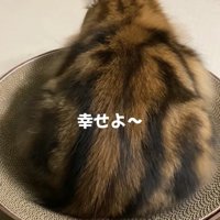 爪研ぎの上で香箱座りをしている猫の後ろ姿