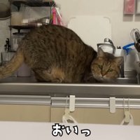 おいっ