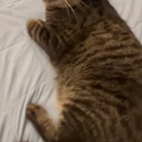 ゴキゲンないろはちゃん