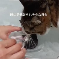 子猫をくわえる猫
