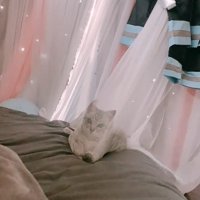 カーテン越しに見つめる子猫