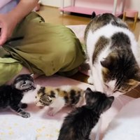 子猫の匂いを嗅ぐ保護猫