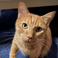 座って鳴いている猫