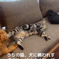 キックする猫