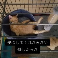 仰向けで寝ている子猫