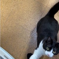 人の足元に立っている猫