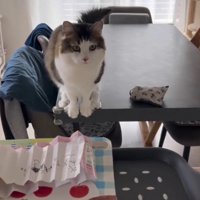 机の縁に座って前方を見る猫