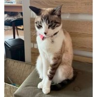 室内にいる猫