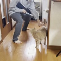黒いバインダー？を抱えた男の子と振り向き猫ちゃん