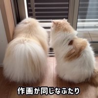 作画が同じなふたり