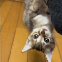 人の足に掴まってぶら下がっている子猫
