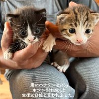 並ぶ2匹の赤ちゃん猫