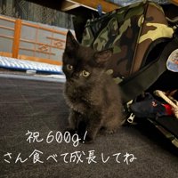 普段の黒猫さん