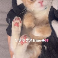 抱っこされている猫