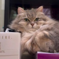 バランスをとる猫