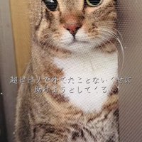 網戸と窓の隙間に入ろうとするキジトラ猫