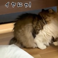 嫌がっているぽこまる