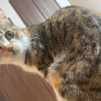 室内にいる猫