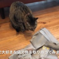 床の袋に近づく猫
