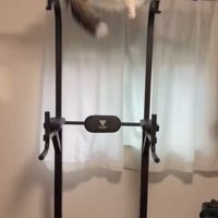 懸垂の器械の上にぶら下がっている猫