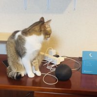 猫の鳴き声の出所を探す保護猫