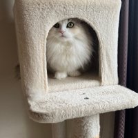 巣箱の中の猫