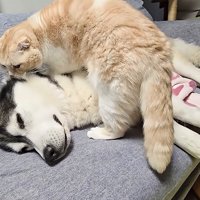 犬の体の上に乗る猫