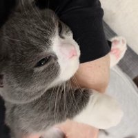 人間の赤ちゃんのような猫