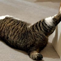 壁に足をつけて寝転ぶ猫