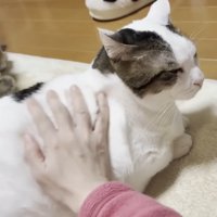 右手（ピンクの袖）と猫ちゃん