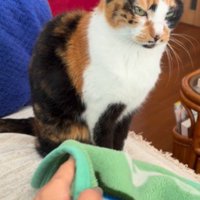 毛布をめくられる直前の三毛猫