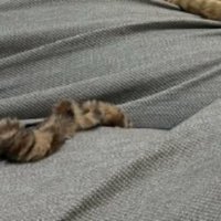 寝ている猫とシュシュ