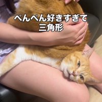 お尻を叩いてもらっている猫