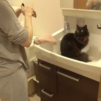 飼い主を見つめる黒猫