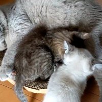 横になる成猫とそばにいる子猫