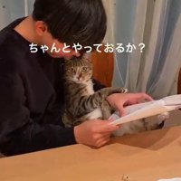 男の子の膝に座ってくつろぐ猫