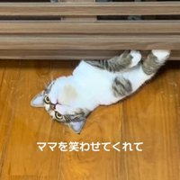 すきまからのぞく猫