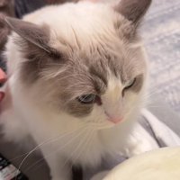 抱っこされる猫